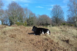 Content-page-305x205-grazing-kinson