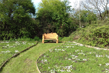 Landing-page-image-225x150-perennial-wildflower-meadow-first-year